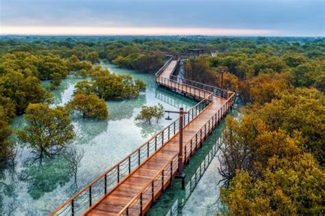 mangrove national park abu dhabi entrance fee|Mangrove National Park, Abu Dhabi, Ticket Price, .
